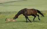 Dog_horse_03